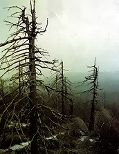 Quall ch'ai suzd con la piva zida. Che blazza, vaira?