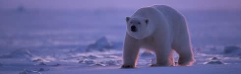 Biṡggna salvr al giz int al Pl e anc i rs bianc!